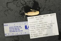 Procambarus clarkii image